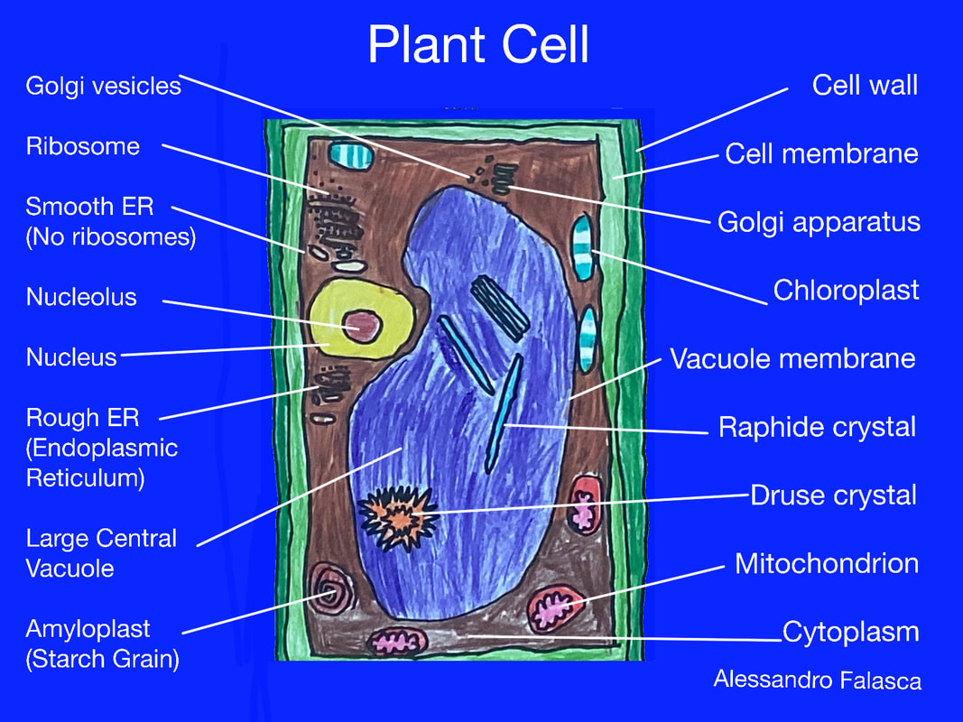 school animal cell and phrases