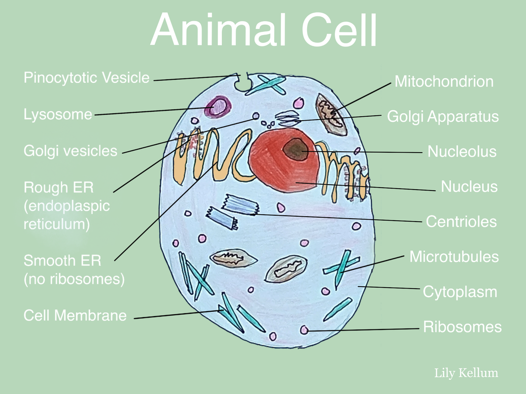 animal cell project