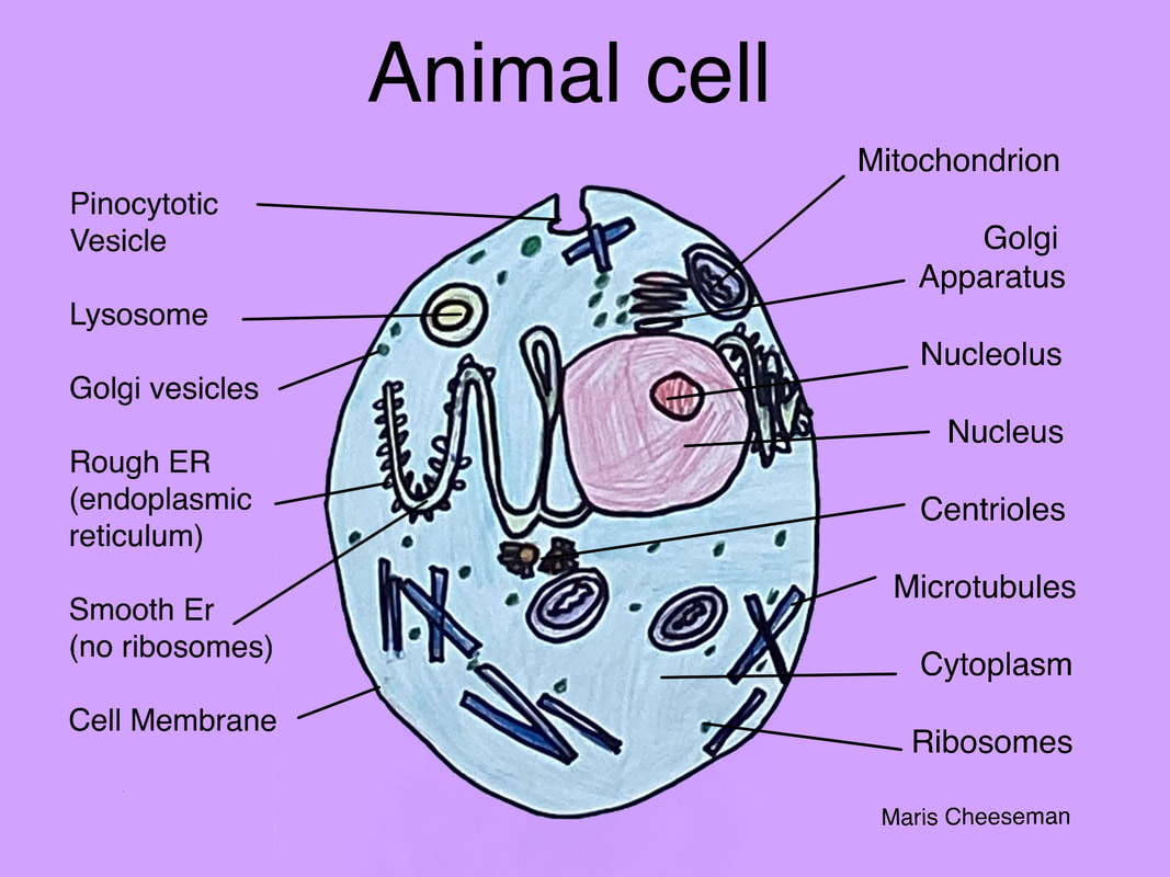 2d animal cell diagram