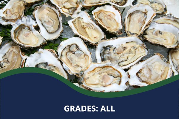 Several oysters with a caption that reads "Grades: All"